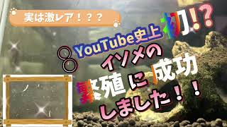 【イソチャン】YouTube史上初！？イソメの繁殖に成功しました！激レア赤ちゃんイソメ【イソメ 飼育】