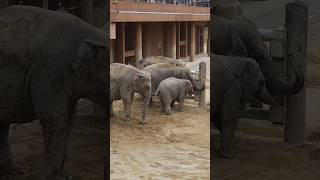 今年最後の東山🐘女子忘年会にﾄﾗﾌﾞﾙ😱うららﾁｬﾝ逃げる逃げる💨母ﾁｬﾝにｷｯｸし助け求め?ワルﾁｬﾝ‪怒りアヌラ一家逃げろ💨で終了😅#アジアゾウ#ワルダー#アヌラ#さくら#うらら#東山動植物園