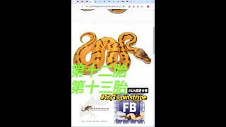 24年胎#12/13基因分析   pinstripe $1400 🔥🔥兩胎目標都係新手入門系列