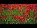 5 million red spider lilies in kinchakuda japan 巾着田　彼岸花 vlogtober 1 season 2