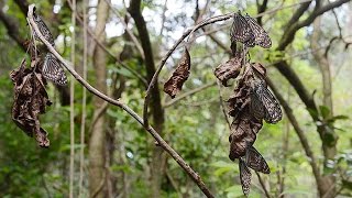 リュウキュウアサギマダラ、身を寄せ合い越冬　奄美大島