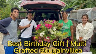 Best Birthday Gift | Multi Grafted Bougainvillea