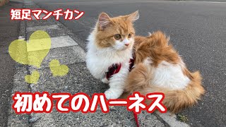 【短足マンチカン】猫用のハーネス初めて付けてみた