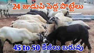 NELLORE JUDUPI BIGGEST SHEEP RAMS 9989543031,8317568931