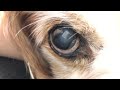 犬の垂直眼振　特発性前庭疾患　　canine vertical nystagmus idiopathic vestibular disease