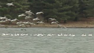 Seeing the snow geese Back Down The Pennsylvania Road