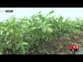 আমনের পর গাইবান্ধায় বেড়েছে আলুর আবাদ gaibandha potato cultivation business somoy tv