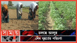 আমনের পর গাইবান্ধায় বেড়েছে আলুর আবাদ ! | Gaibandha | Potato cultivation | Business | Somoy TV