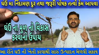 ઘંઉ ના સારા ઉત્પાદન માટે શું કરવું જોઈએ | गेहूं का उत्पादन कैसे बढ़ाएं |  (@khedutmitra6210 )