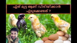 ഏതു മുട്ട ആണ് വിരിയിപ്പിക്കാന്‍ എടുകേണ്ടത് #eco own# (Mutta) which egg should be incubated ?