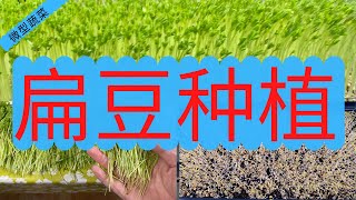 微型蔬菜种植-扁豆种植（Lentils）Microgreens Growing