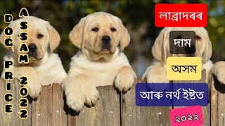 Dog Price in Assam in 2022 ! Labrador Price in Guwahati an Assam