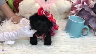 Toy teacup poodle teddy bear 玩具茶杯貴賓犬泰迪熊 807