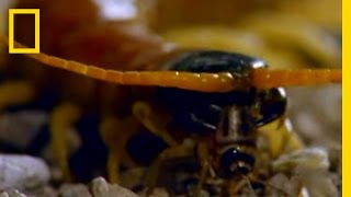 Centipede vs. Grasshopper Mouse | National Geographic