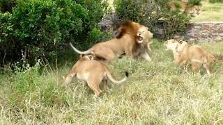 Lion fight