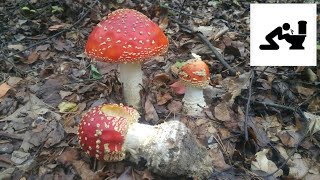 Muchomor czerwony (Amanita muscaria) Jaworzno