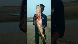 4kg జెల్ల చెప పడ్డది||  #vlog #fishcatching#bigfish