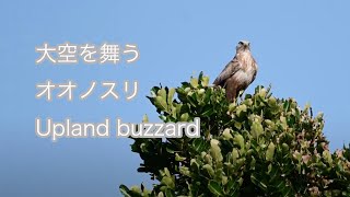 【大空を舞う】オオノスリ Upland buzzard