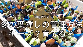 【Vlog712】【多肉植物】冬の葉挿しの管理方法🌱キープ？育てる？【水やりしながら観察】