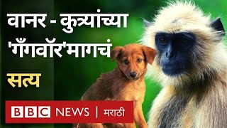 Monkey Dog war: Maharashtra Beed मध्ये वानर आणि कुत्र्यांमध्ये खरंच Gangwar झालं का? नेमकं काय झालं?