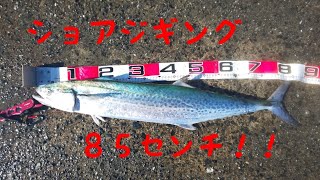 ショアジギングでサワラが釣れた件