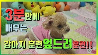 [강아지훈련] 3분만에배우는 강아지 엎드려 훈련 푸들신보리