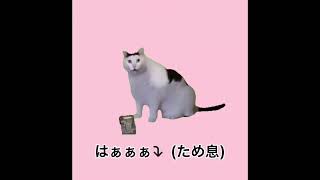 【ネコミーム】　　逆再生してみたよ　まとめ　　　#ねこ #ねこまに #ねこのいる生活 #逆再生　#猫ミーム