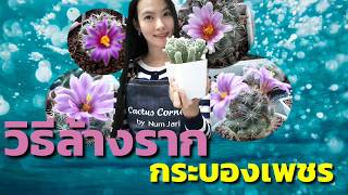 วิธีล้างรากแคคตัส(cactus ,กระบองเพชร) Cleaning cactus roots