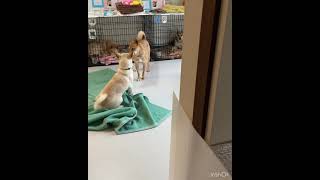 おしゃべりワンコ【保護犬】#保護犬 #岡山