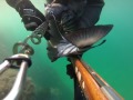 20150815 jeju island spearfishing parrot fish 4