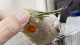 オカメインコのレキちゃん、なでなで