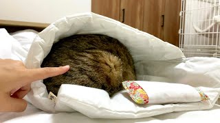 布団が気持ち良すぎて二度寝の誘惑に勝てない猫！