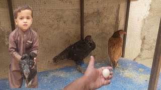 Mini Farm Day 31 🥰 Aseel Egg Rooster 🐓 Aseel Breed Aseel Murga | Aseel Chicken