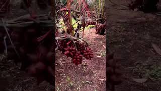 Begini ternyata bentuk kebun salak #shorts