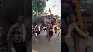 Anayadi pooram 2025 #aanayoottu #elephant