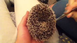 Grumpy hedgehog still loves mealworms