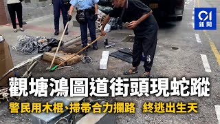 黑白蛇現身觀塘鴻圖道街頭　突破警與市民木棍掃帚枷鎖逃去丨01新聞丨蛇丨警民合作丨觀塘丨銀腳帶丨鴻圖道