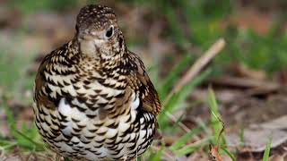 【野鳥】トラツグミ　White's Thrush【birdwatching】