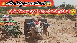 Very powerfull khilari bull video | indian oxe pulling Bullock Cart | heavy load with sand cart ||