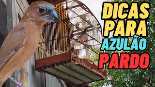 Características típicas de AZULÃO PARDO | dicas para ter um bom AZULÃO PARDO