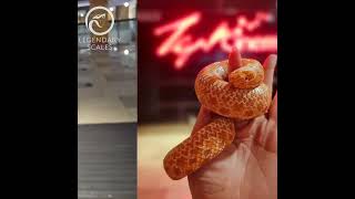 Hognose Snake Day Out 猪鼻蛇外出日 with Legendary Scales