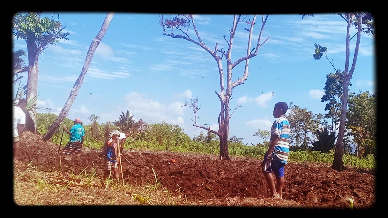 Proses Pembuatan Kebun Dan Kebun Yang Sudah Jadi Di Papua - YouTube