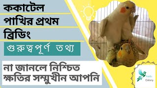 ককাটেল পাখি কেন ব্রিড করতে দেরি করে? Cockatiel the Reason for Delay in Breeding for the first time