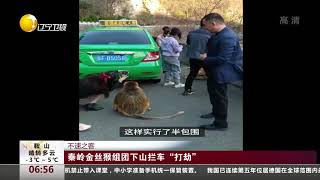 秦岭金丝猴组团下山拦车“打劫”