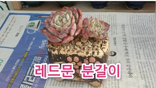 지미네 옥상다육 #레드문 분갈이했어요.