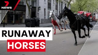 Horses, including one covered in blood, run amok in London leaving four injured | 7 News Australia
