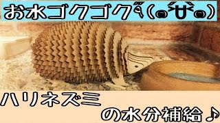 水分補給は大事だよ！！Hedgehog