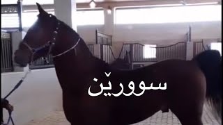 ئەسپی ڕەسەنی کوردی ( سوورێن )🐎🐴