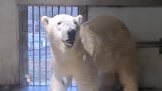 きゃべちゅもはくしゃいもいらないでし　　　　　　　　　　　　　　　　　　　　　　　＃東山動植物園＃フブキ＃ホッキョクグマ