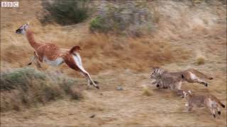 Puma takes on Guanaco  by BBC Earth ( BGM : Japanese drum performance)